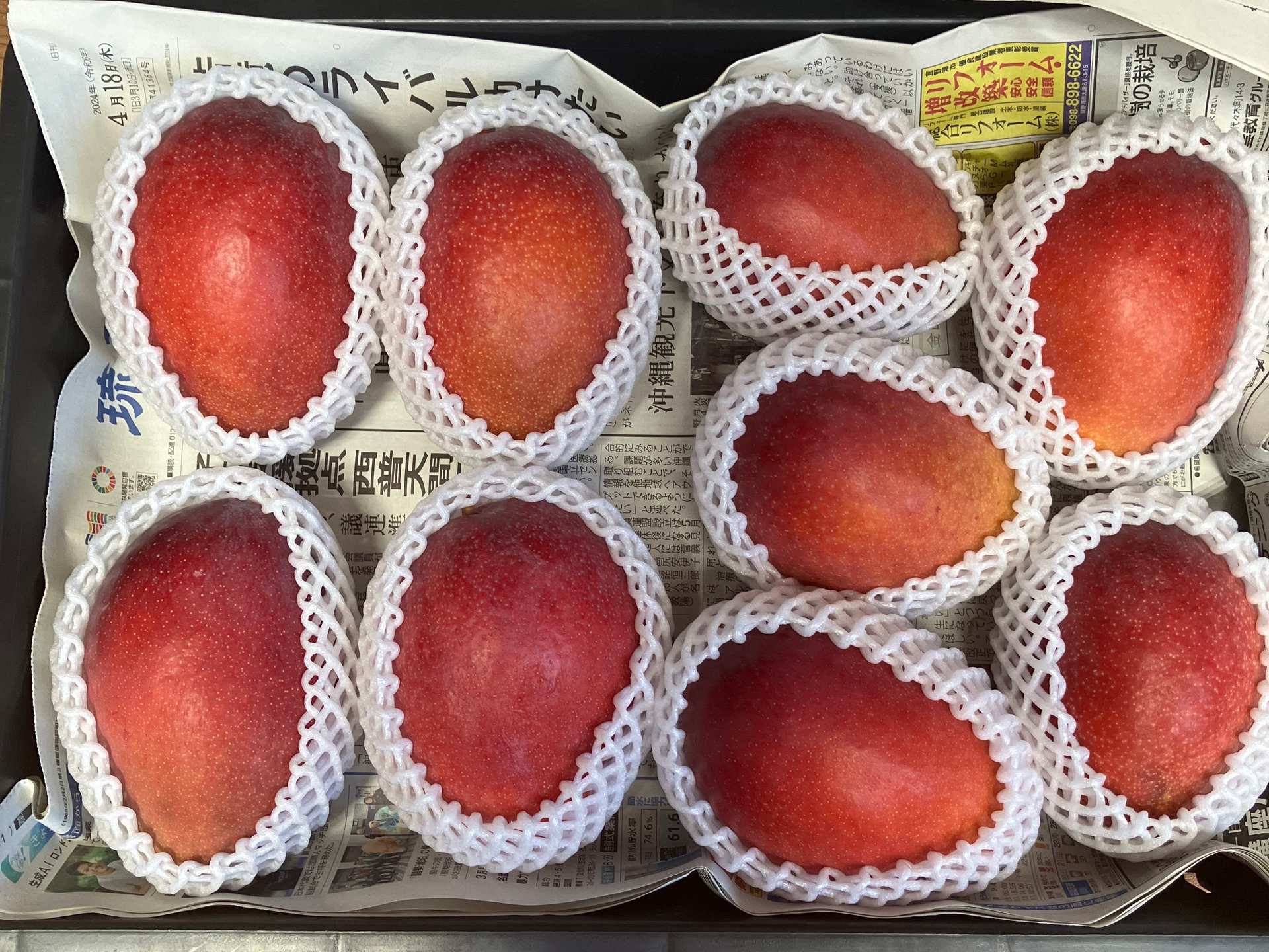 太陽を浴びて育つマンゴー